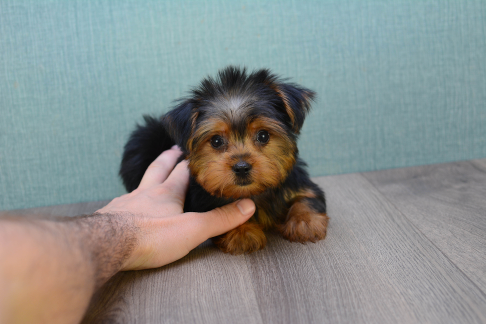 Meet Goldie - our Yorkshire Terrier Puppy Photo 