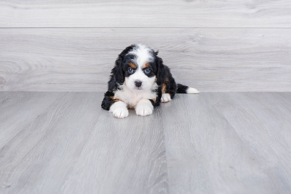 Mini Bernedoodle Puppy for Adoption