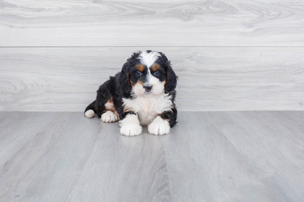 Energetic Bernadoodle Poodle Mix Puppy
