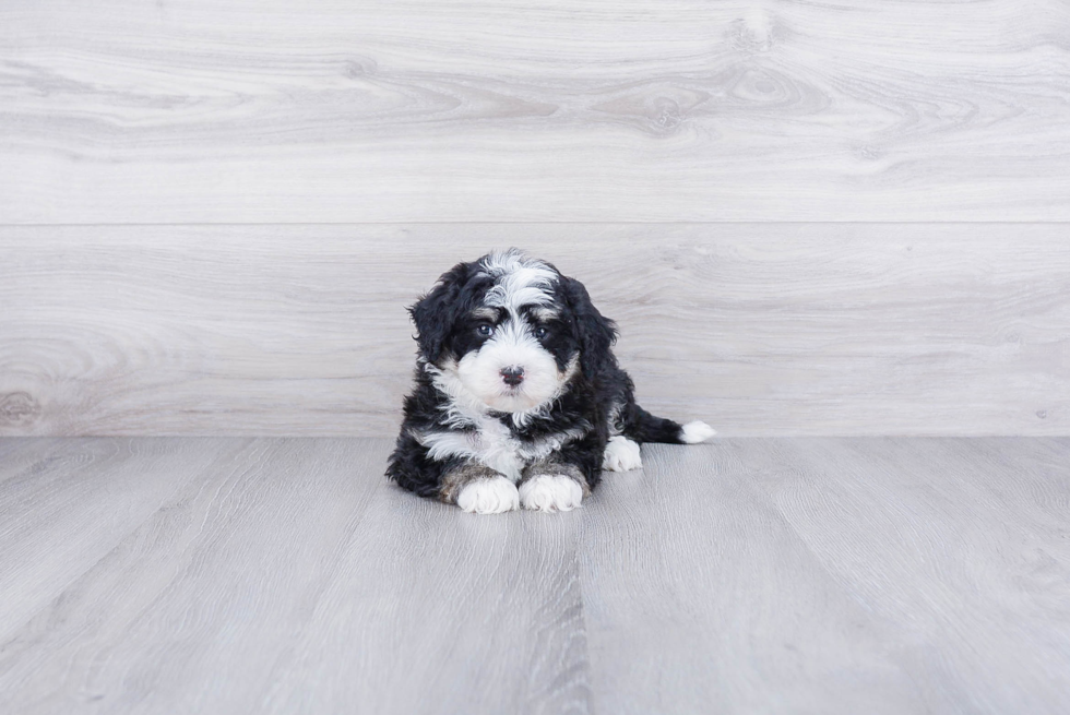Mini Bernedoodle Puppy for Adoption