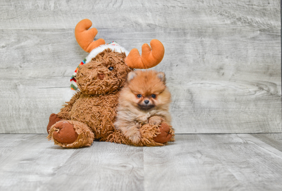 Petite Pomeranian Purebred Puppy