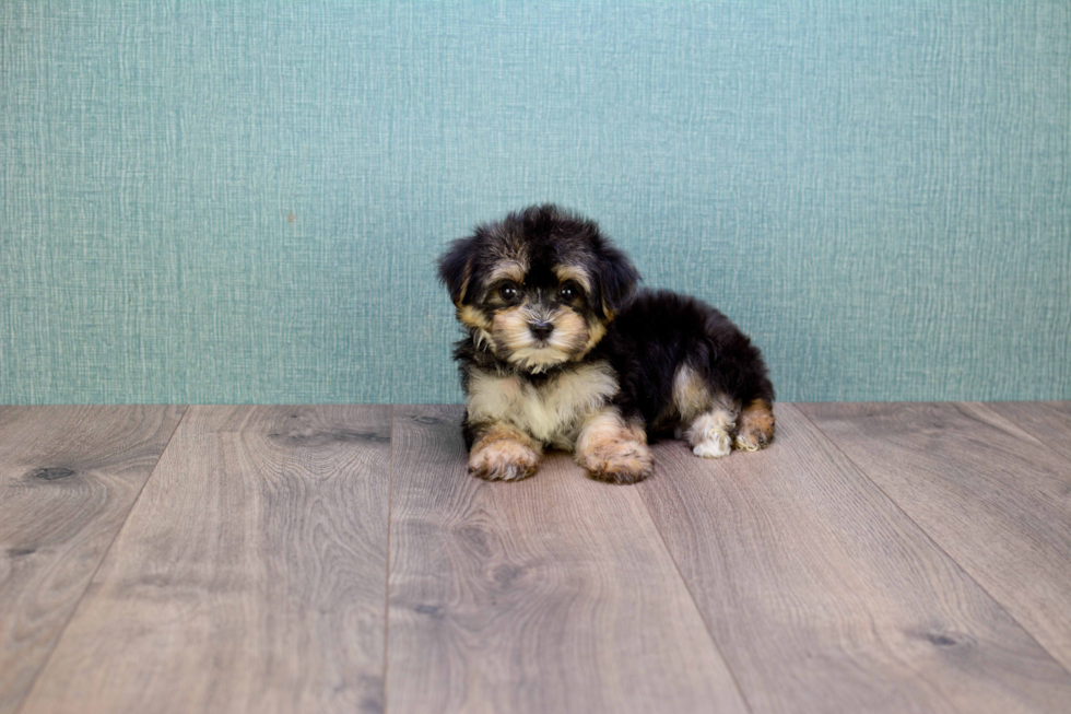Morkie Pup Being Cute