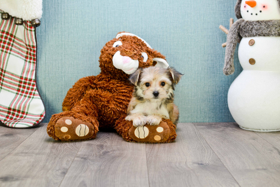 Energetic Yorkie Designer Puppy
