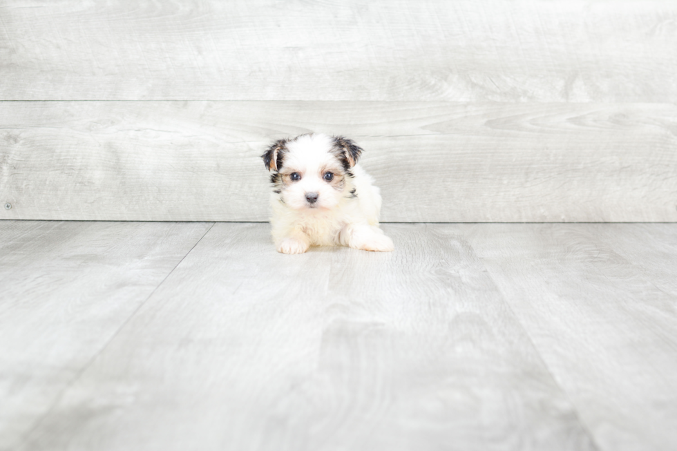 Morkie Puppy for Adoption