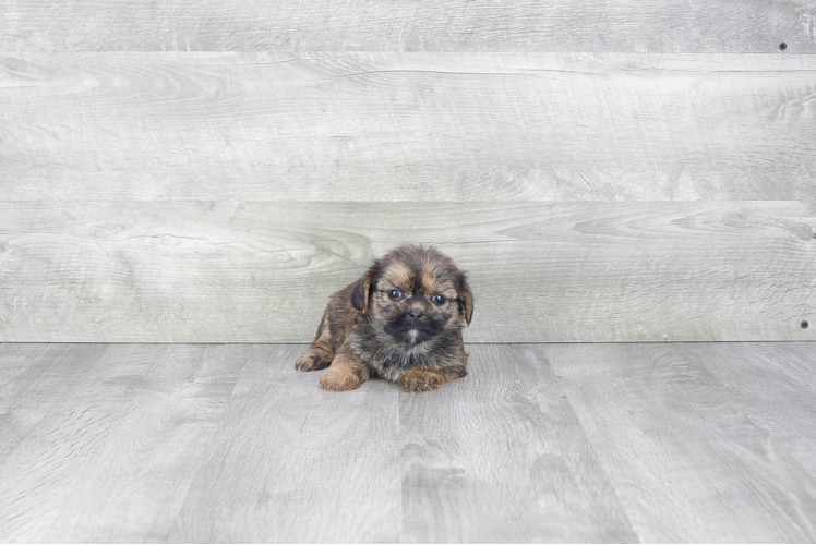 Shorkie Pup Being Cute