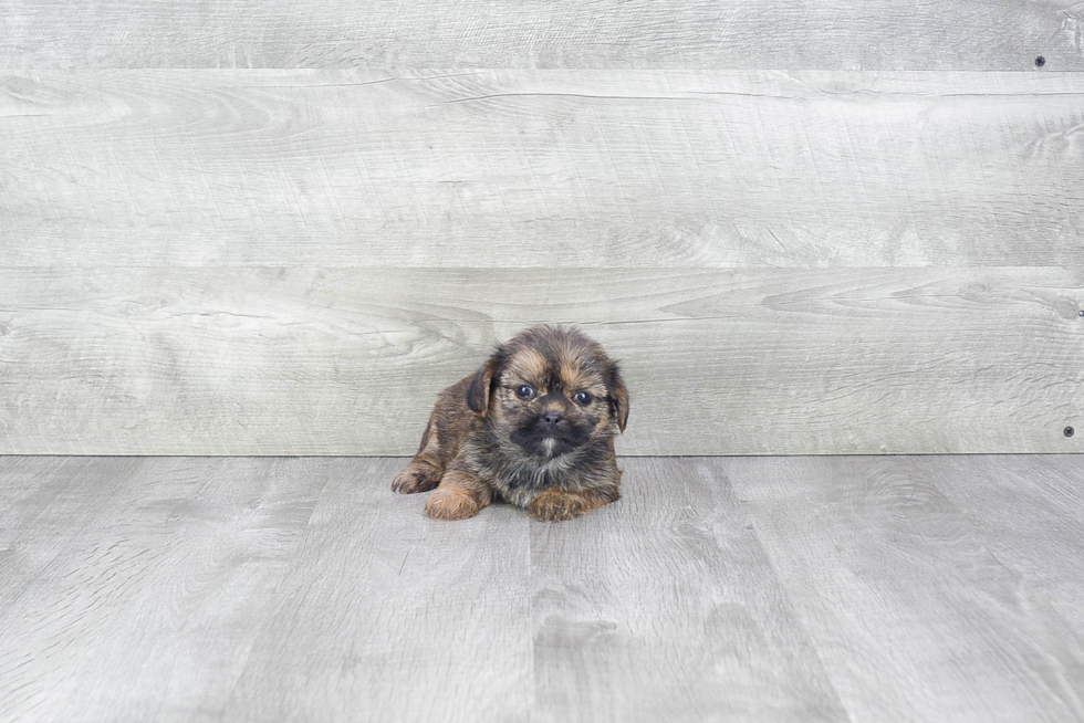 Shorkie Pup Being Cute