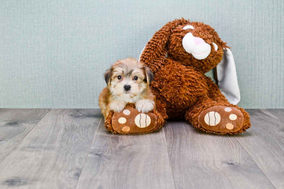 Petite Morkie Designer Pup