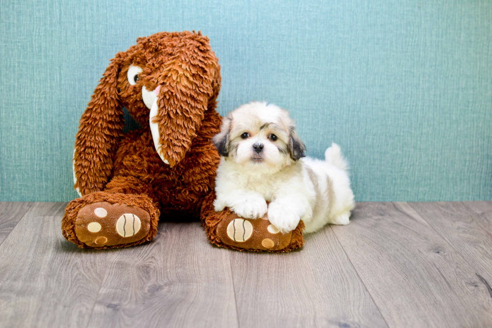 Teddy Bear Pup Being Cute