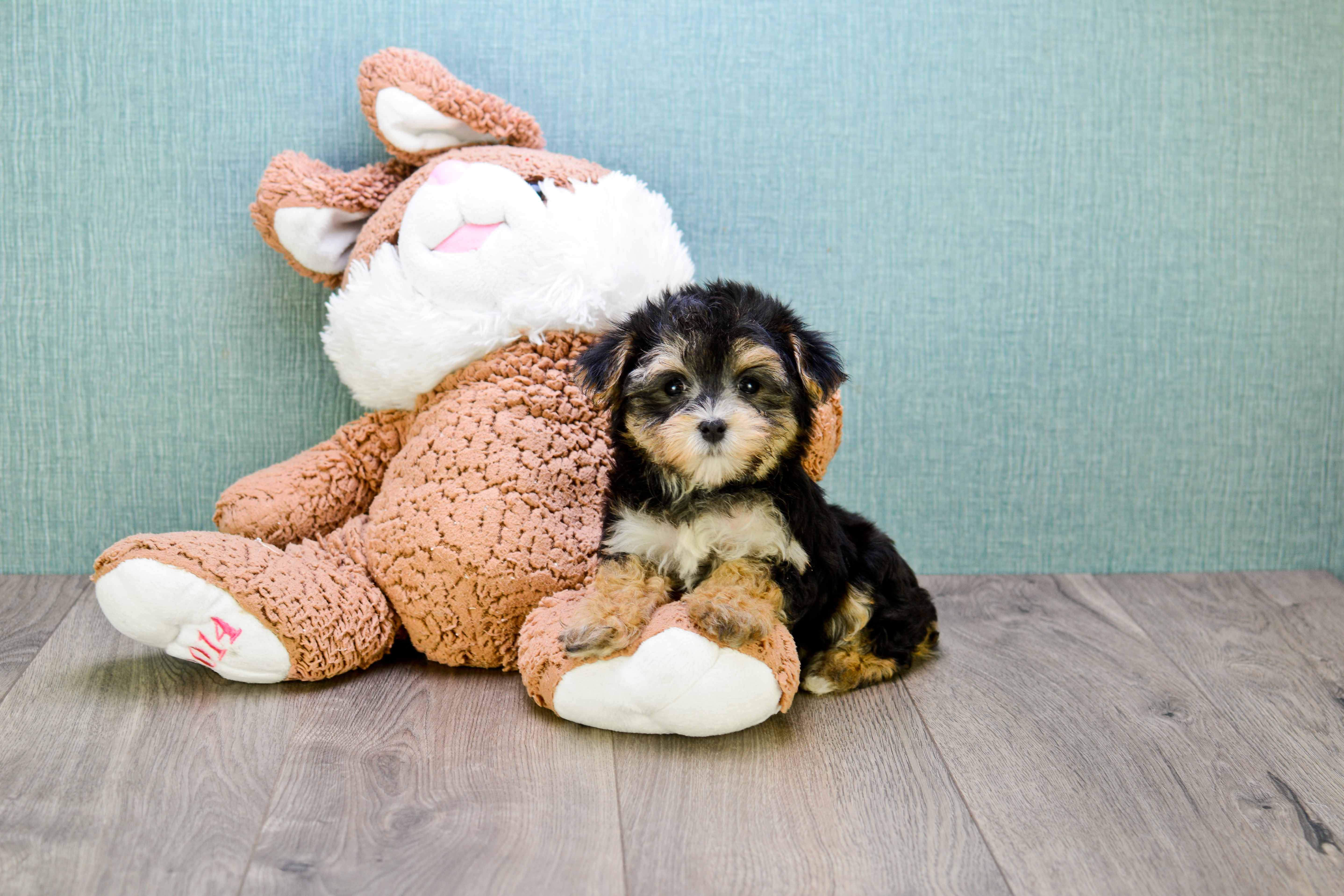 Best Morkie Baby