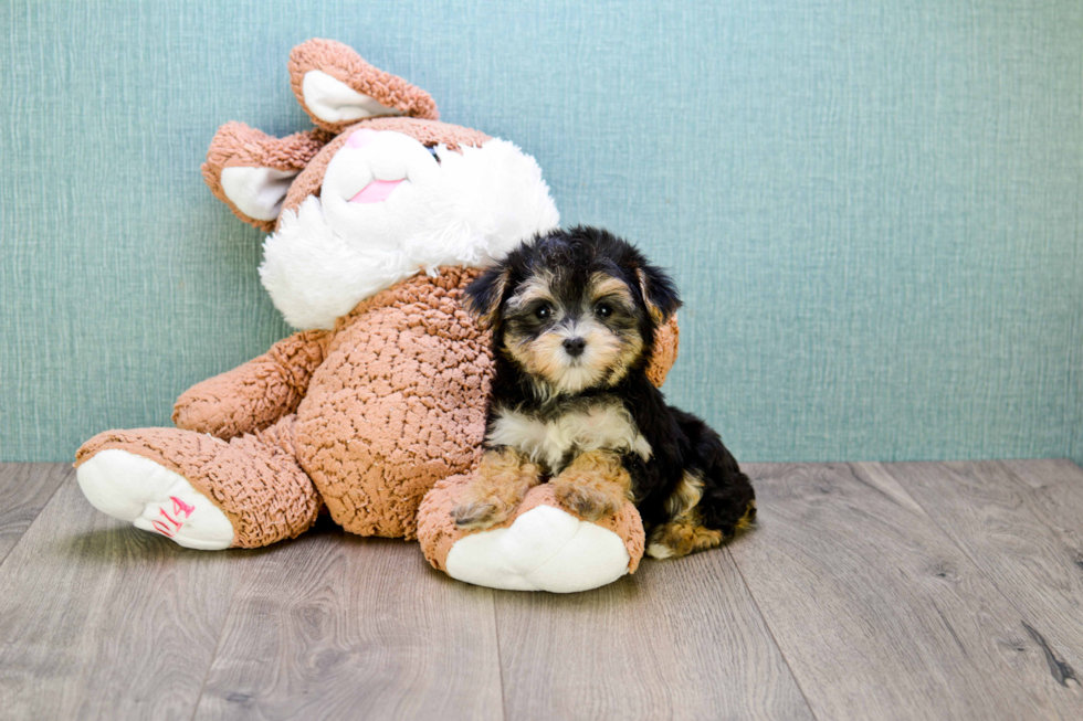 Best Morkie Baby