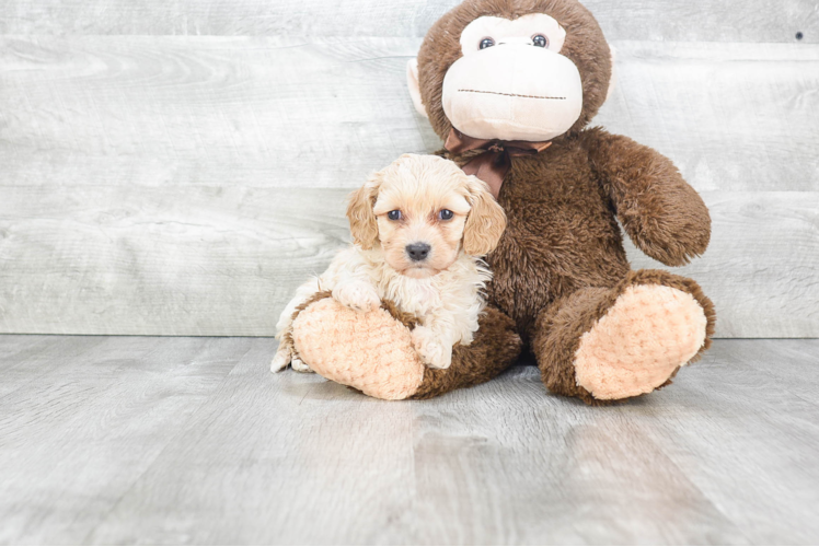 Best Cavachon Baby