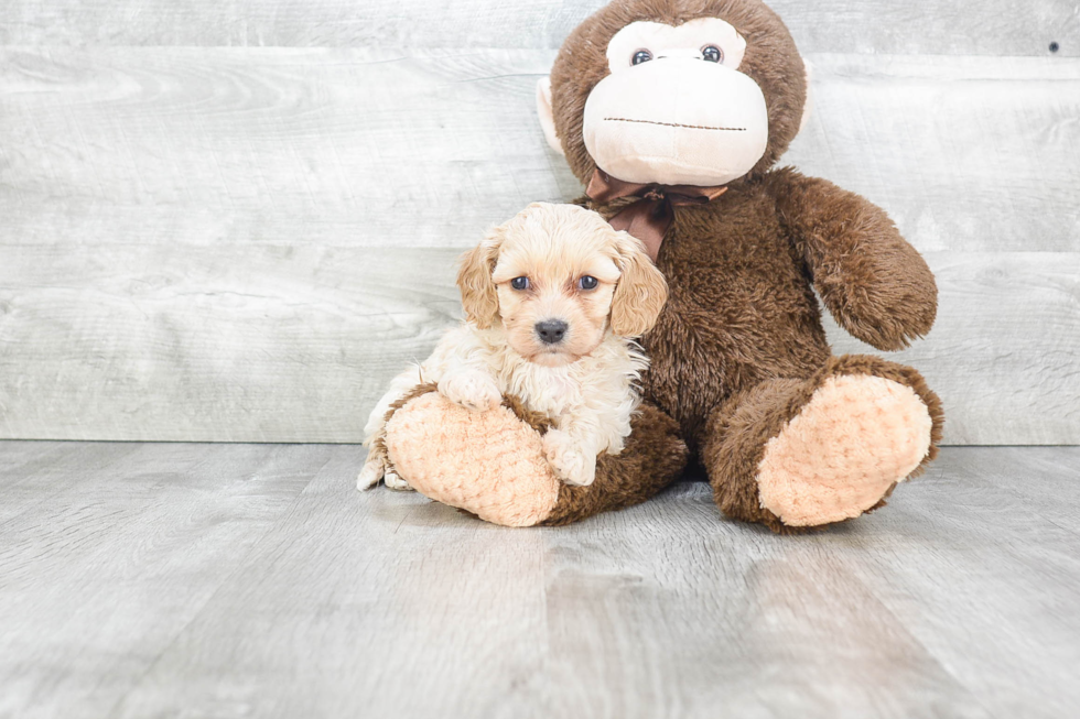 Best Cavachon Baby