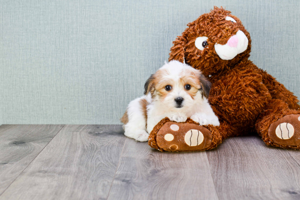 Little Yorkie Designer Puppy