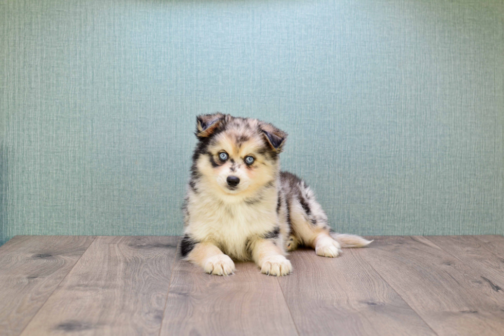 Energetic Mini Husky Designer Puppy