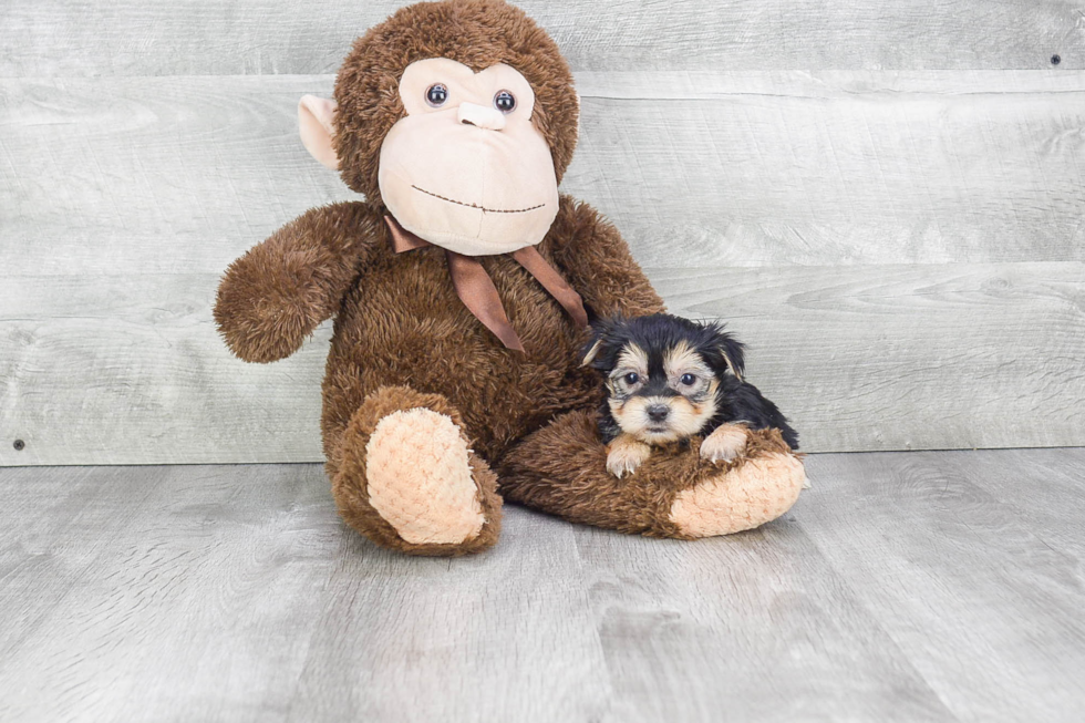 Morkie Puppy for Adoption