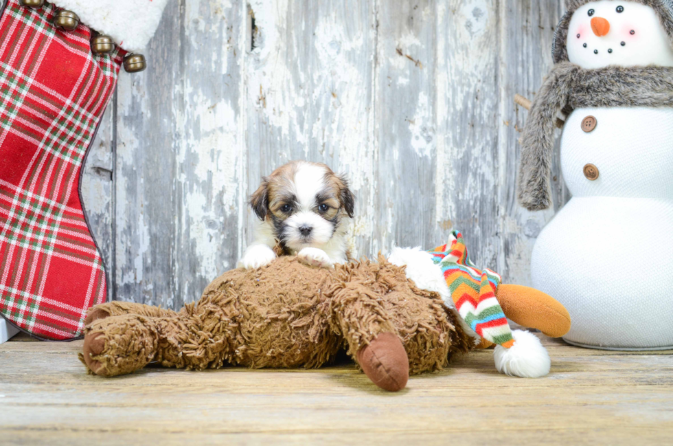 Best Teddy Bear Baby