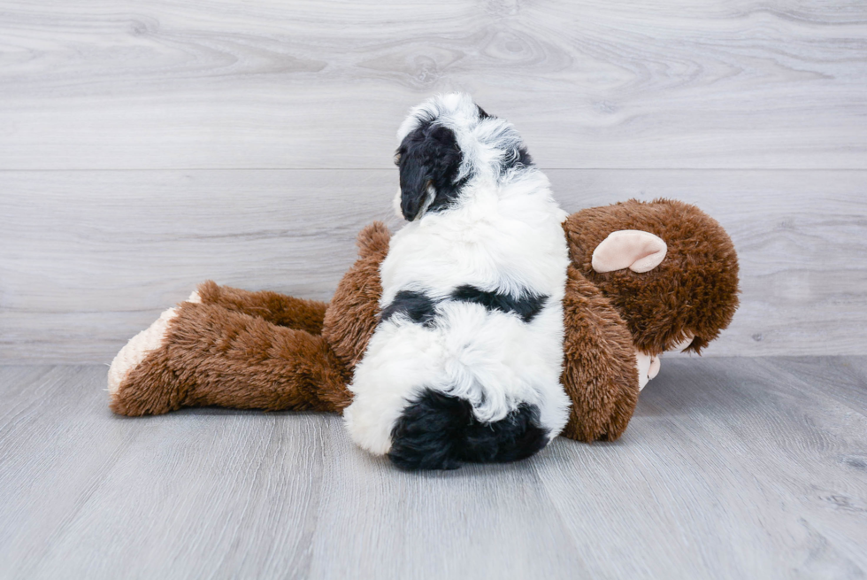 Mini Bernedoodle Pup Being Cute