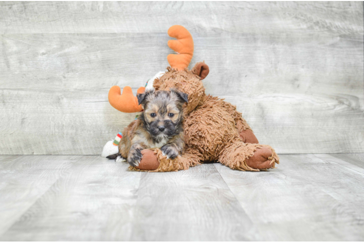 Morkie Puppy for Adoption