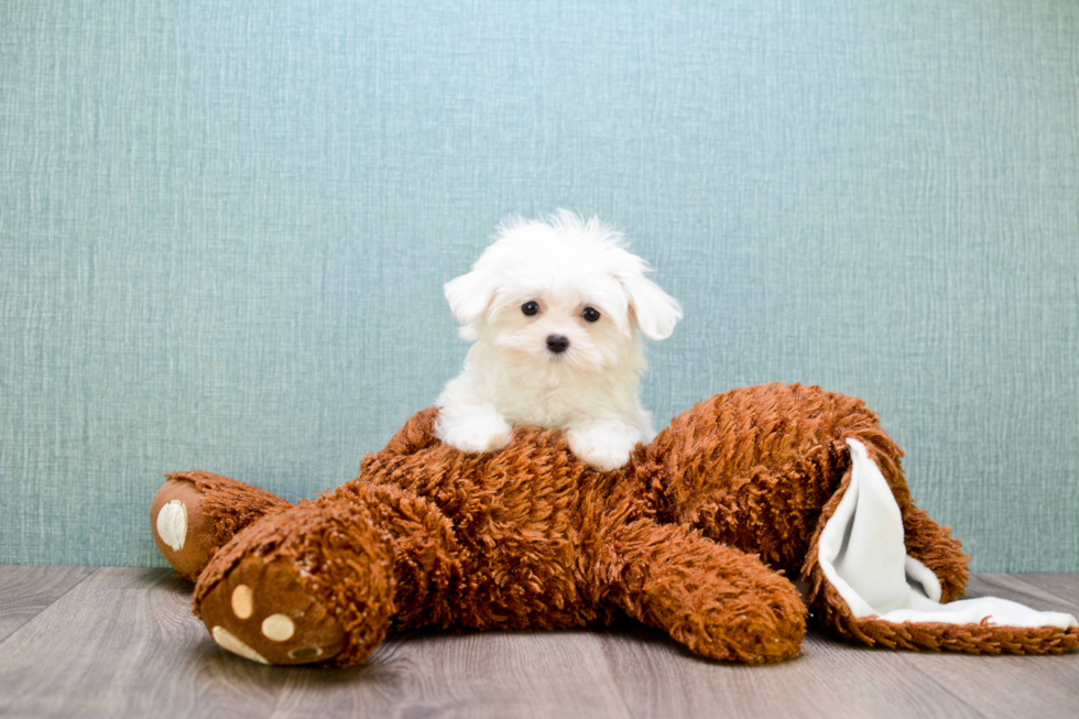 Energetic Maltese Purebred Puppy