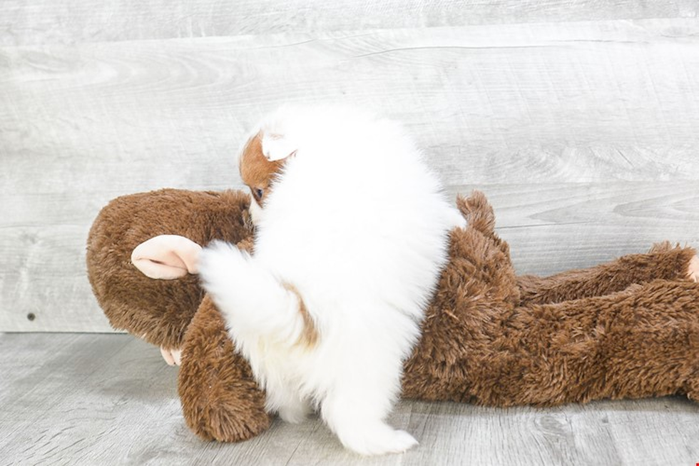 Best Pomeranian Baby