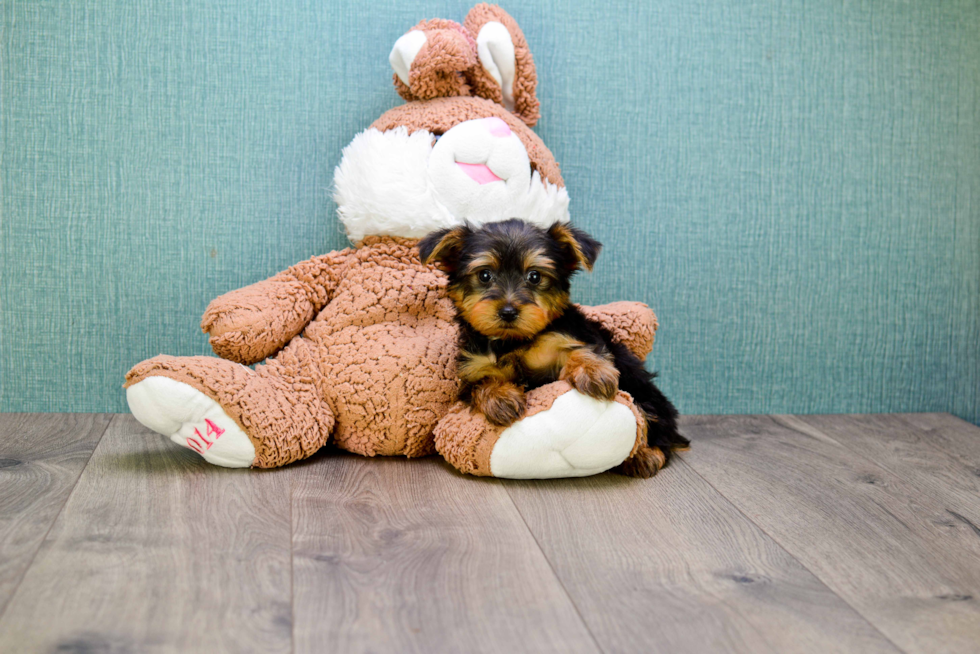 Meet Snickers - our Yorkshire Terrier Puppy Photo 
