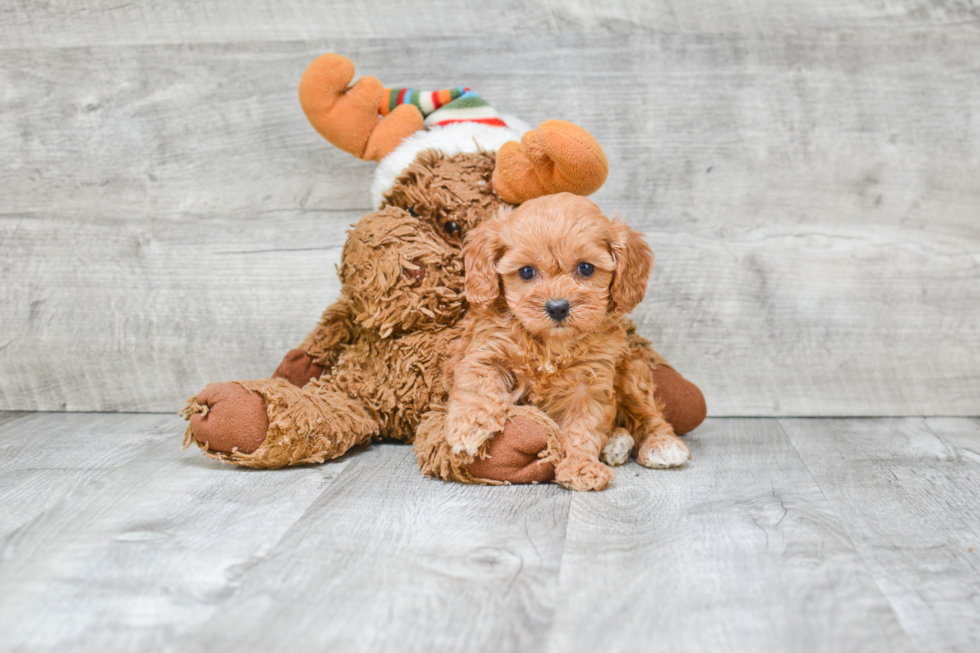 Best Cavapoo Baby