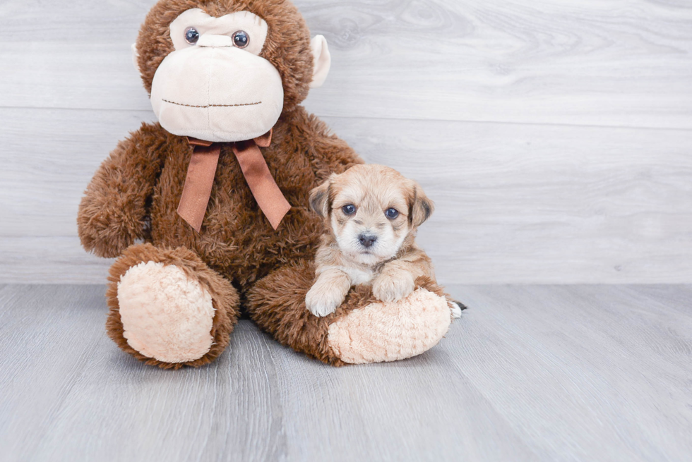 Morkie Puppy for Adoption