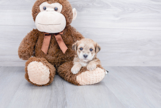 Morkie Puppy for Adoption