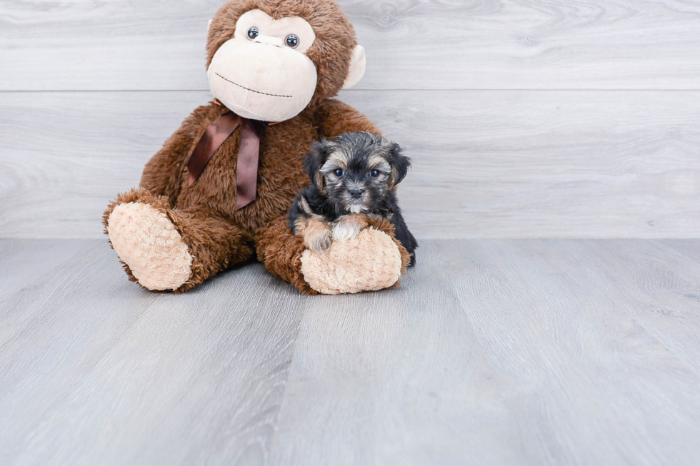 Little Yorkie Designer Puppy