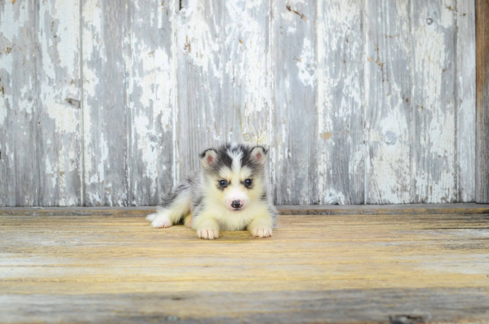 Best Pomsky Baby