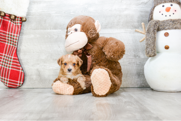 Adorable Yorkie Designer Puppy