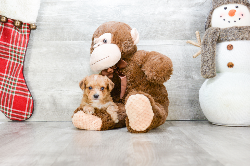 Adorable Yorkie Designer Puppy