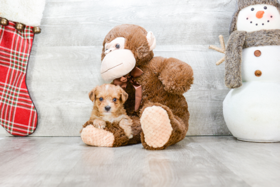 Adorable Yorkie Designer Puppy