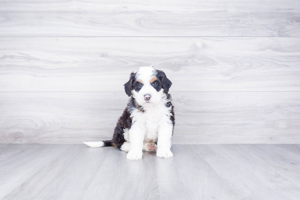 Mini Bernedoodle Pup Being Cute