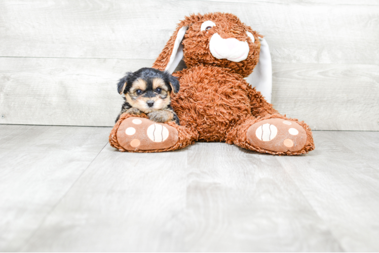 Morkie Puppy for Adoption