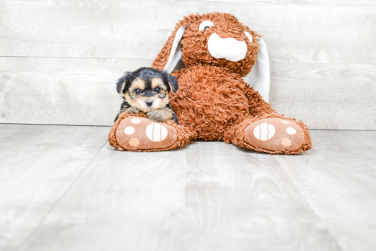 Morkie Puppy for Adoption