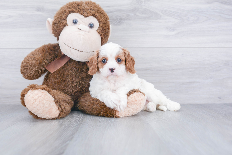 Cavapoo Pup Being Cute