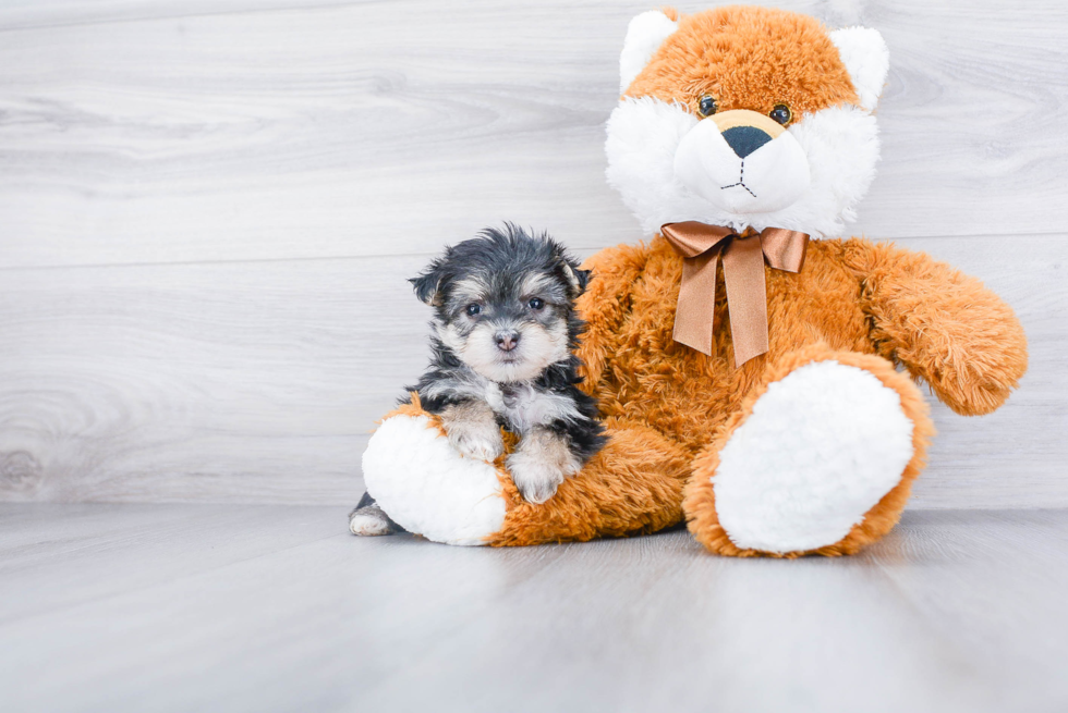 Morkie Puppy for Adoption