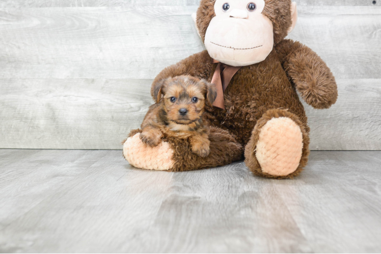 Morkie Pup Being Cute