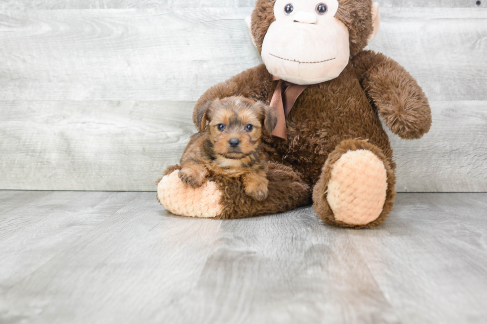 Morkie Pup Being Cute