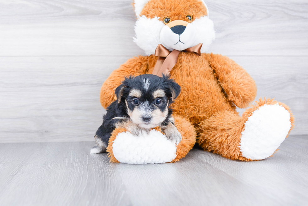 Hypoallergenic Yorkie Designer Puppy