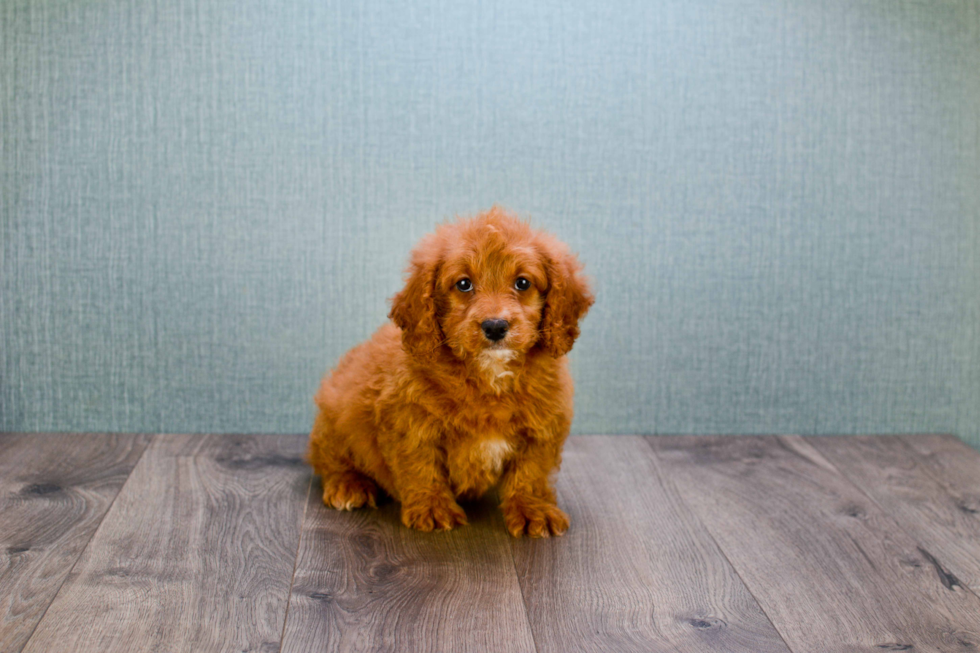 Adorable Golden Retriever Poodle Mix Puppy