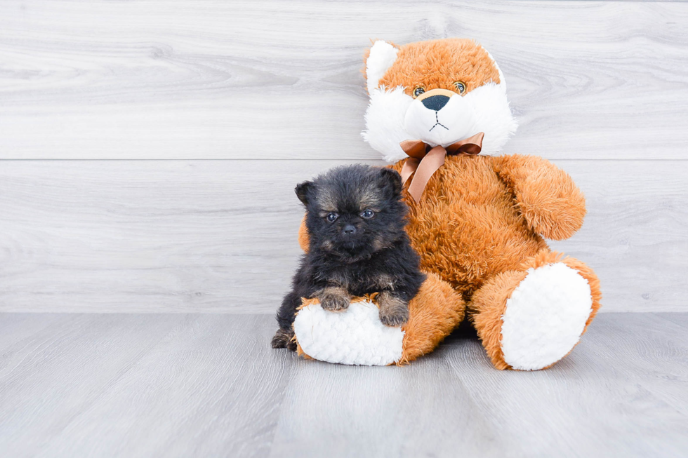 Best Pomeranian Baby