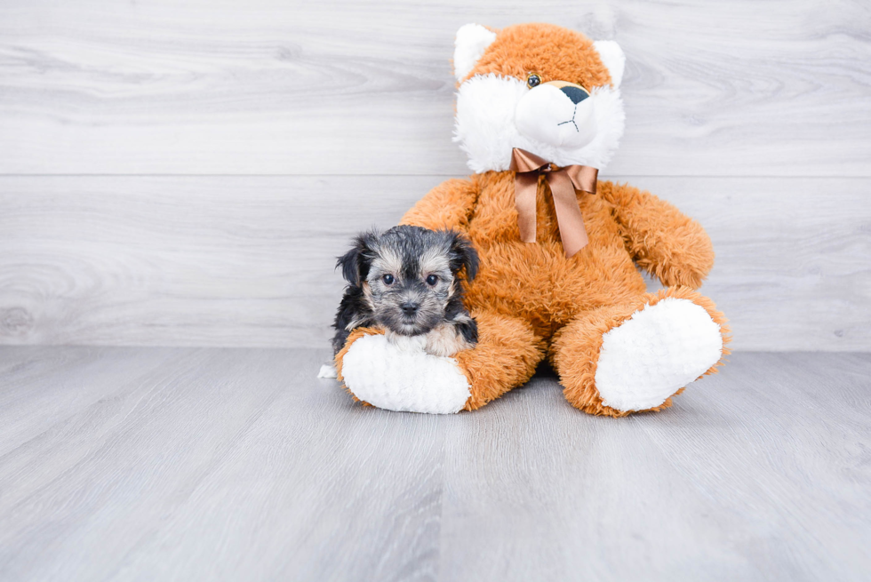 Sweet Morkie Baby