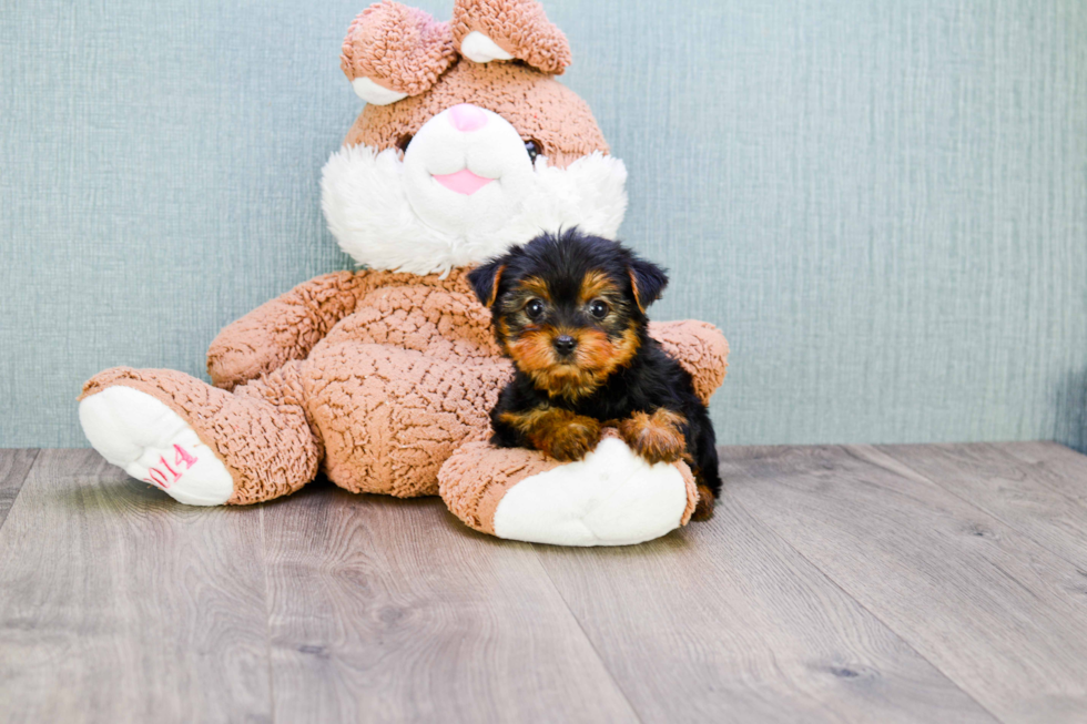 Meet Twinkle - our Yorkshire Terrier Puppy Photo 
