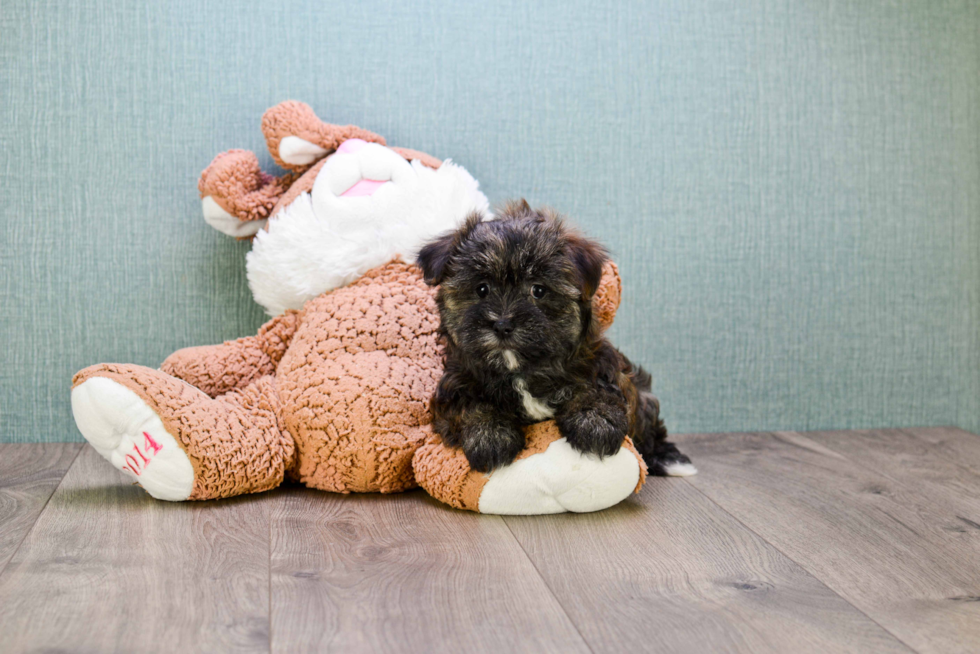 Smart Morkie Designer Pup
