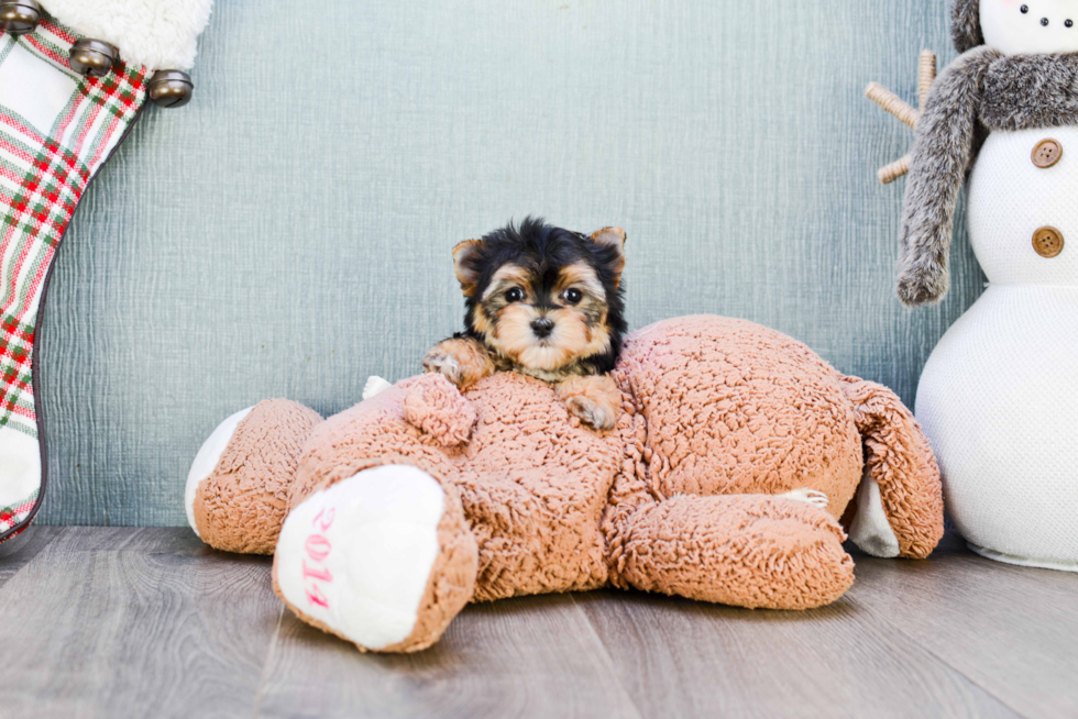 Best Morkie Baby