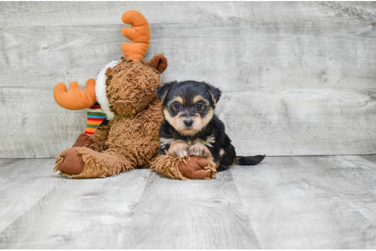 Morkie Pup Being Cute