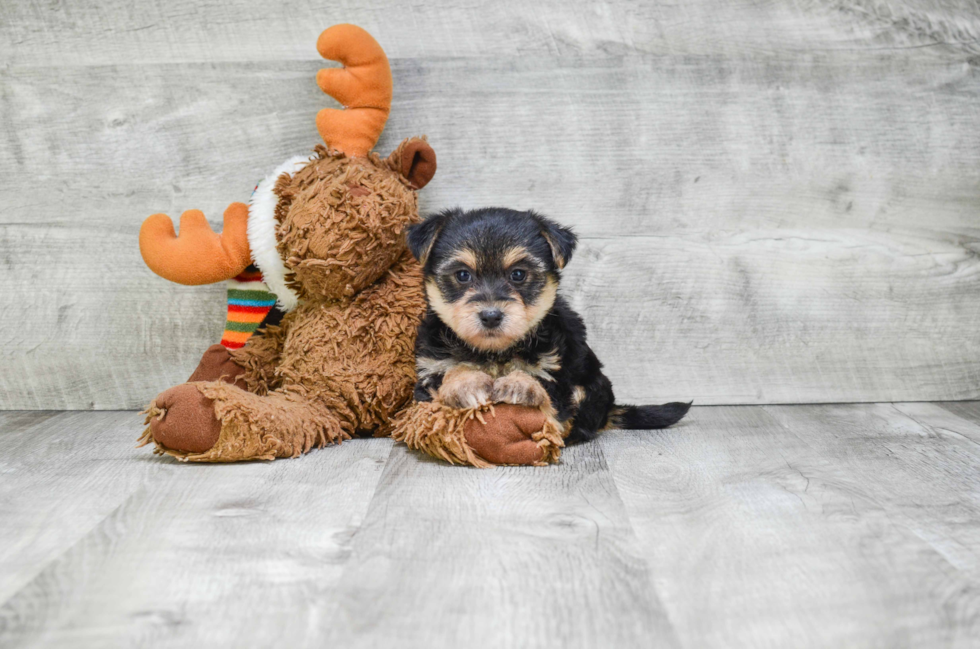 Morkie Pup Being Cute