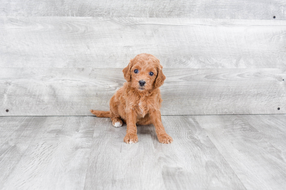 Petite Mini Goldendoodle Poodle Mix Pup